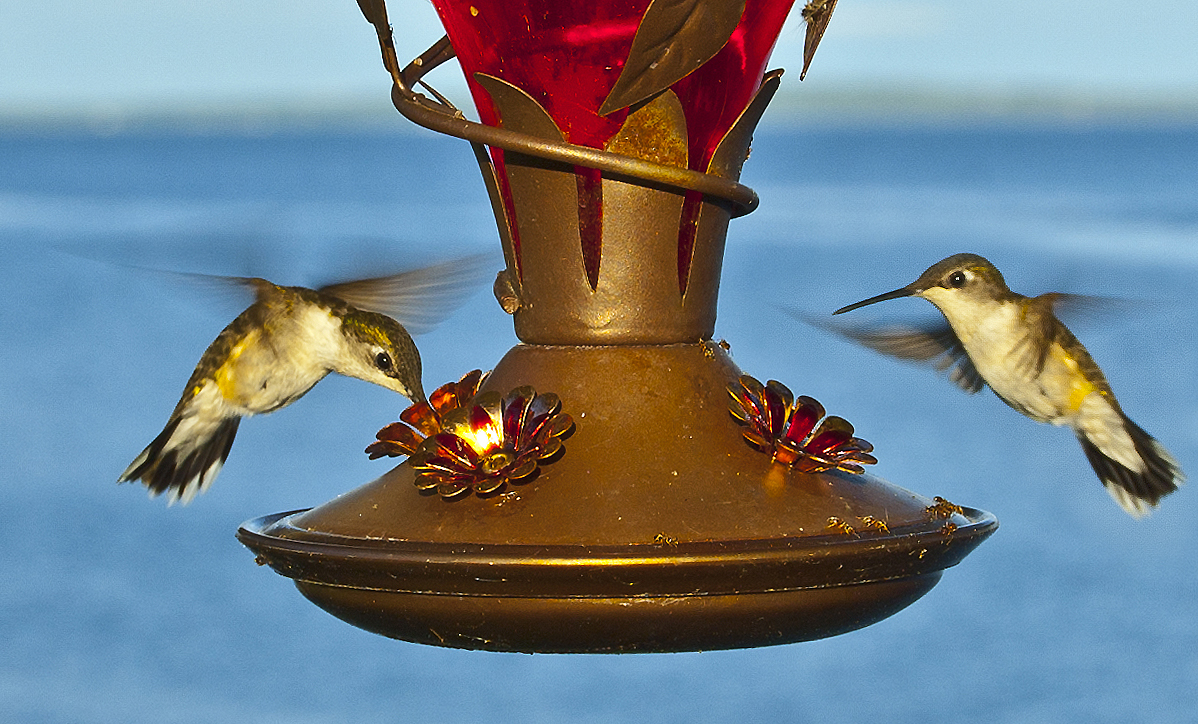 Atenas Hummingbirds