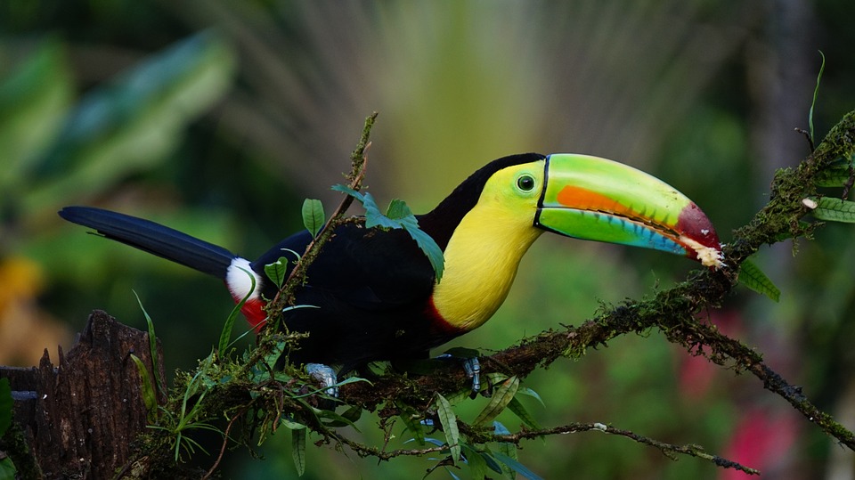 Toucan Atenas Costa Rica