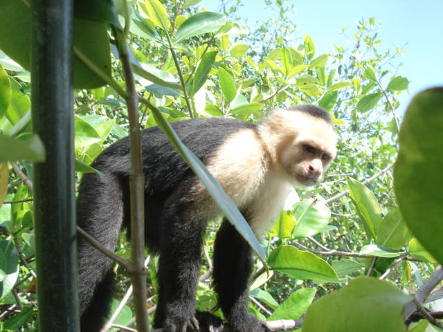 Capuchin Monkey Mangrove Boat Tour