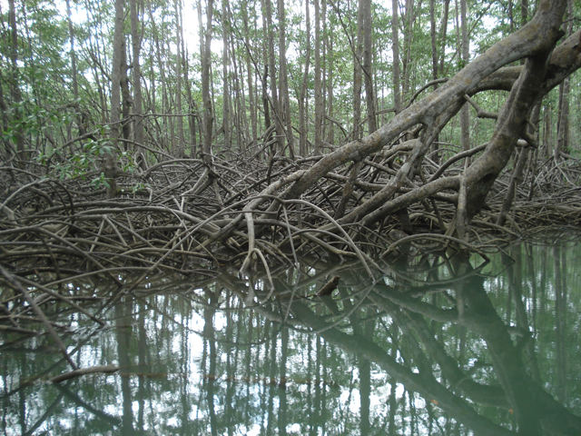 Damas Mangrove Boat Tour