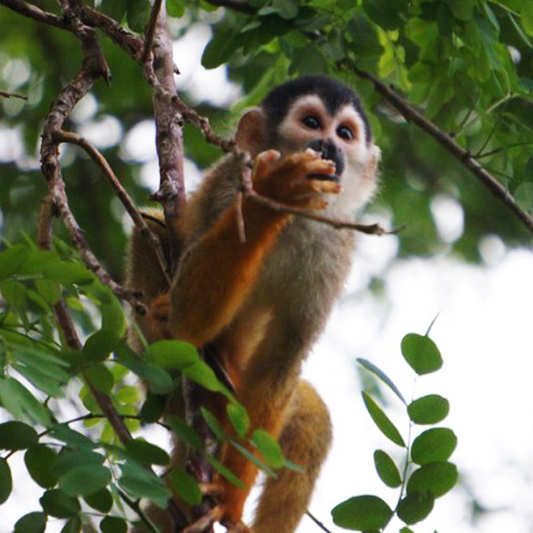 Titi Monkey Costa Rica
