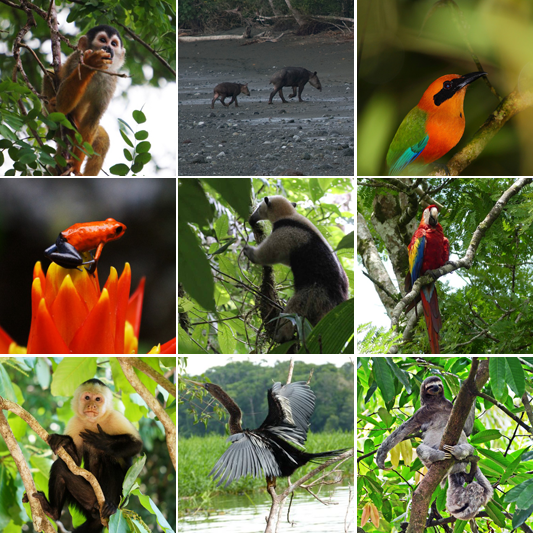 Costa Rica Wildlife