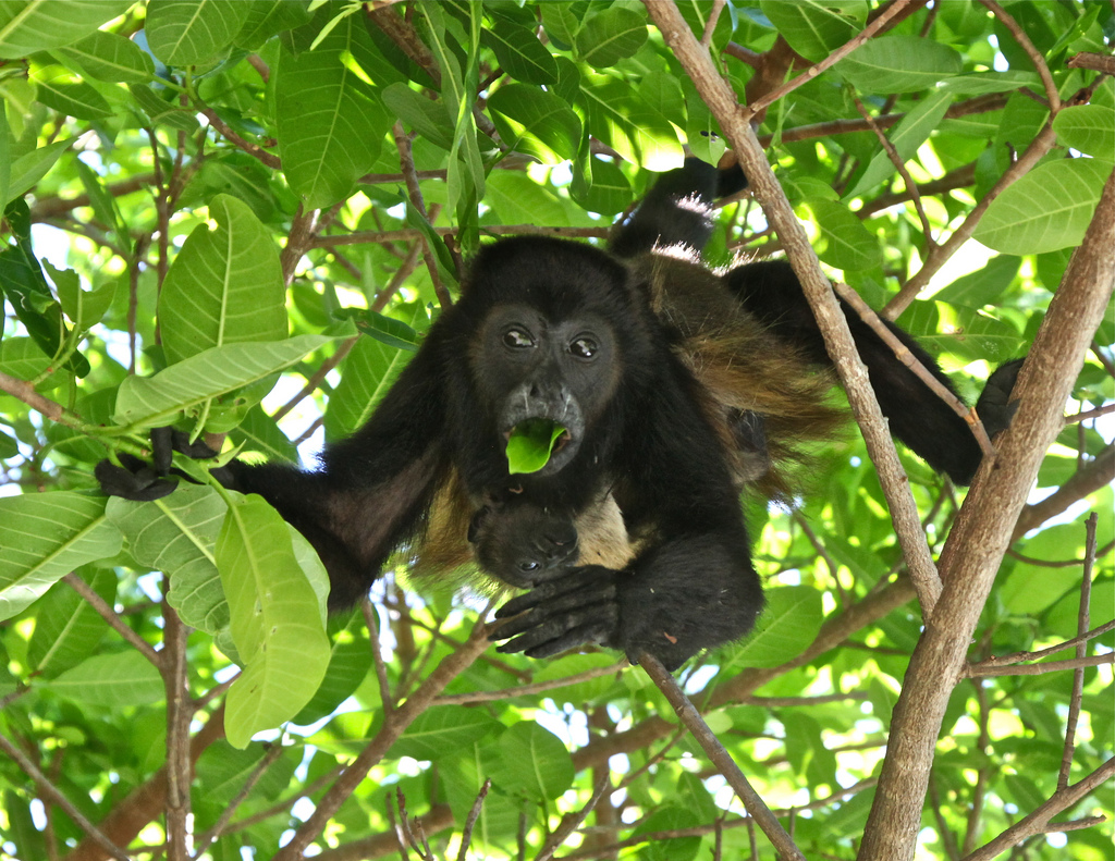 Costa_Rica_Howler_Monkey