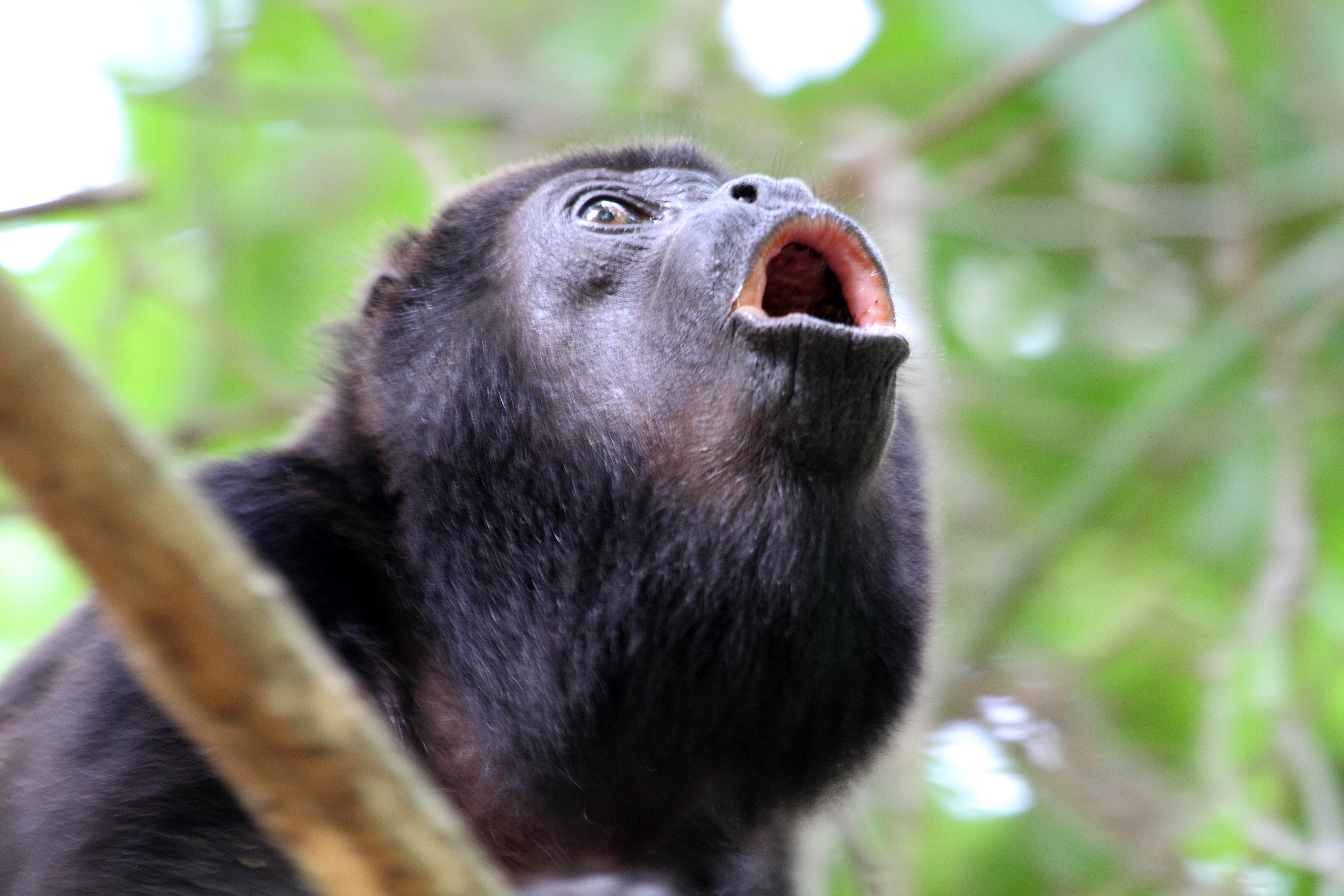 Howler monkey Costa Rica
