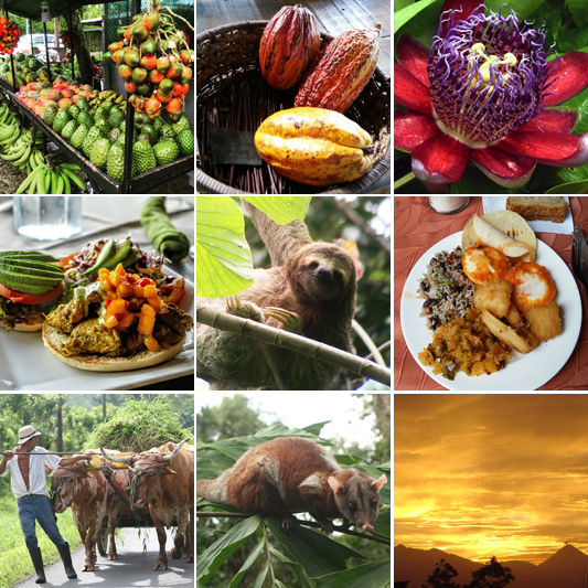 Foodie Tours Costa Rica