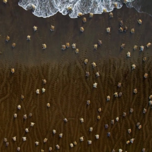 Arribada Costa Rica Tour