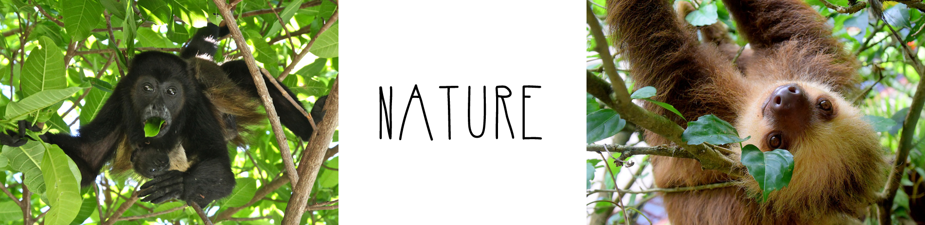 Nature in Costa Rica 1