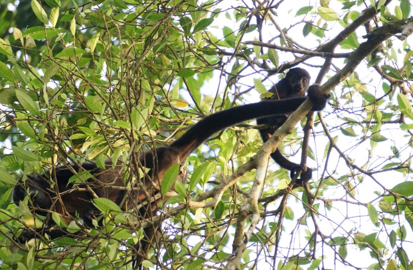 Howler Monkeys Costa Rica