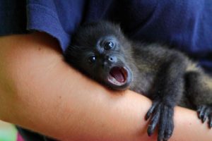 2020 Costa Rica wildlife volunteer