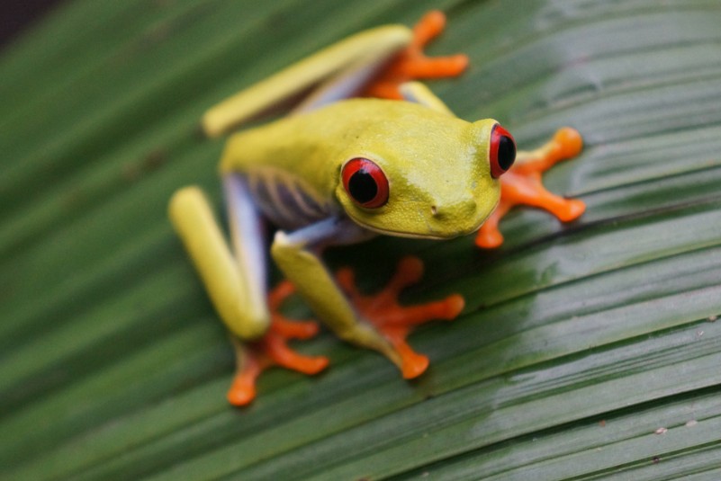 Costa Rica Tree Frogs