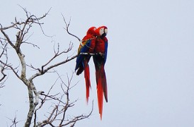 Macaws Costa Rica