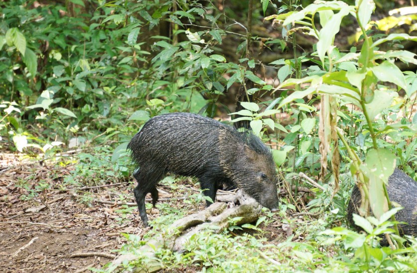 Costa Rica Wild Pigs