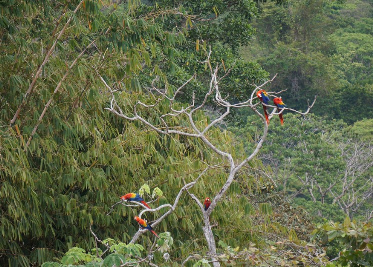 Scarlet Macaws Costa Rica