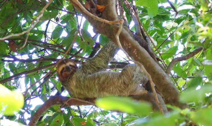 Costa Rica Sloth Fest