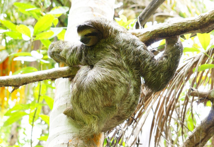 2 toed sloth costa rica