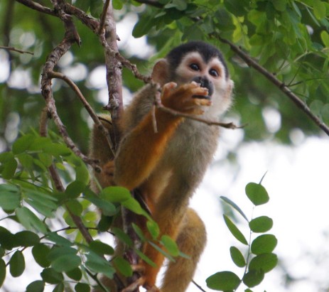 Monkeys Costa Rica