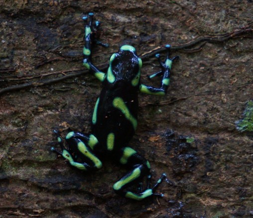 Dart Frog Costa Rica