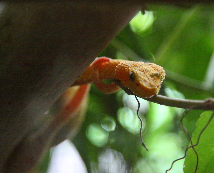 Costa Rica Snakes