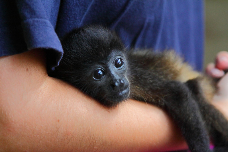 Volunteer in Costa Rica 2020