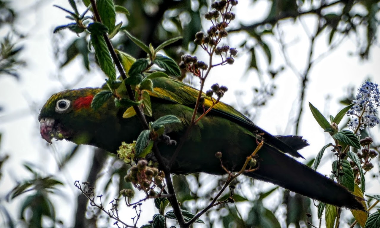 Birding Photography Costa Rica