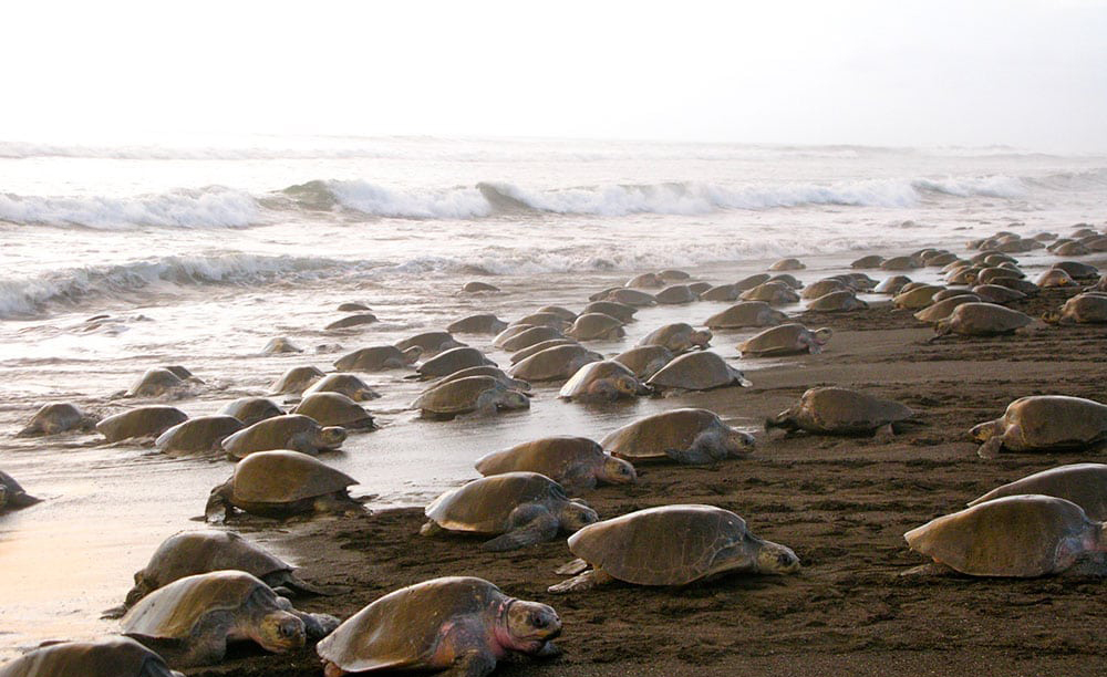 Seeing an Arribada in Costa Rica – What are the best months in 2022? | Costa Rica Vacation