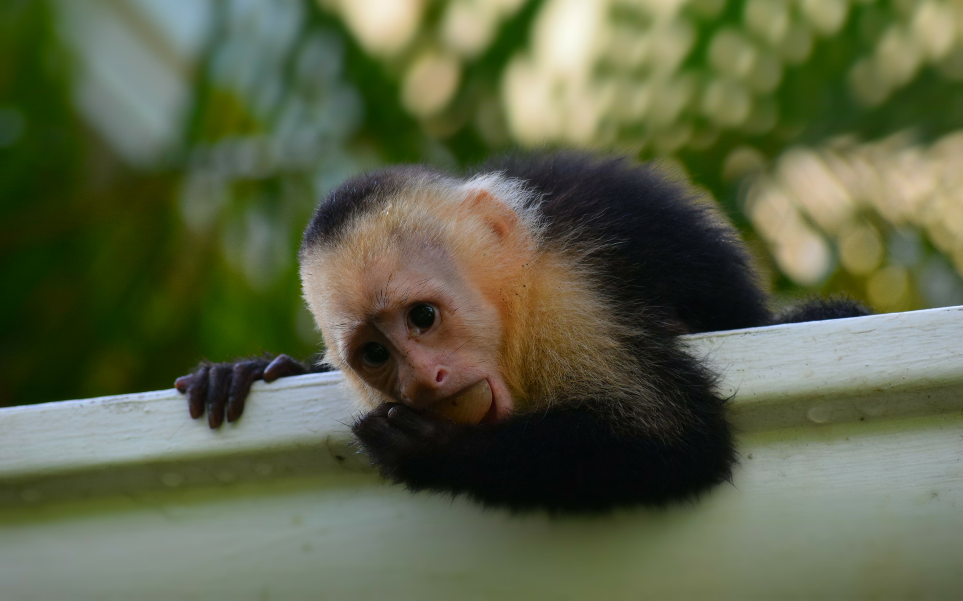 Capuchin monkey